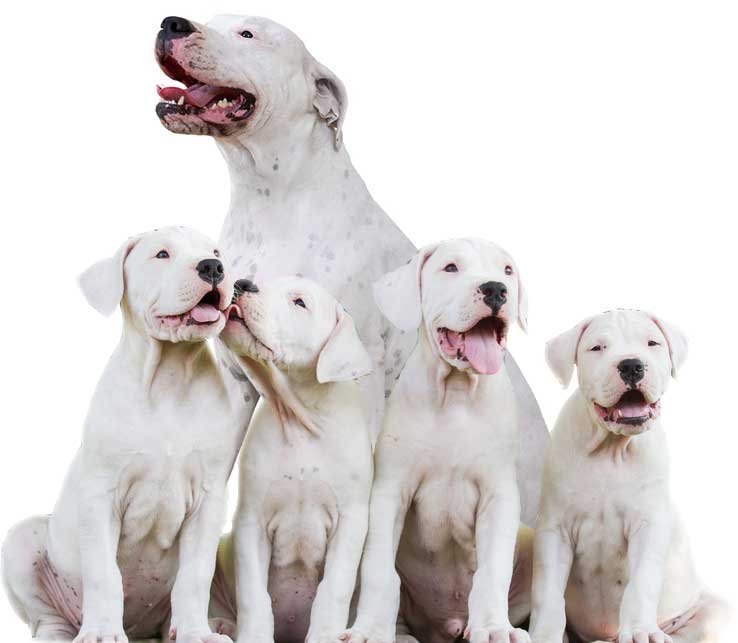 Dogo Argentino Puppies For Sale